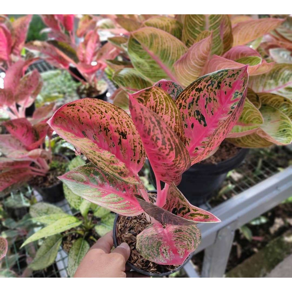 Bonggolan Aglonema Helena Petani Aglonema