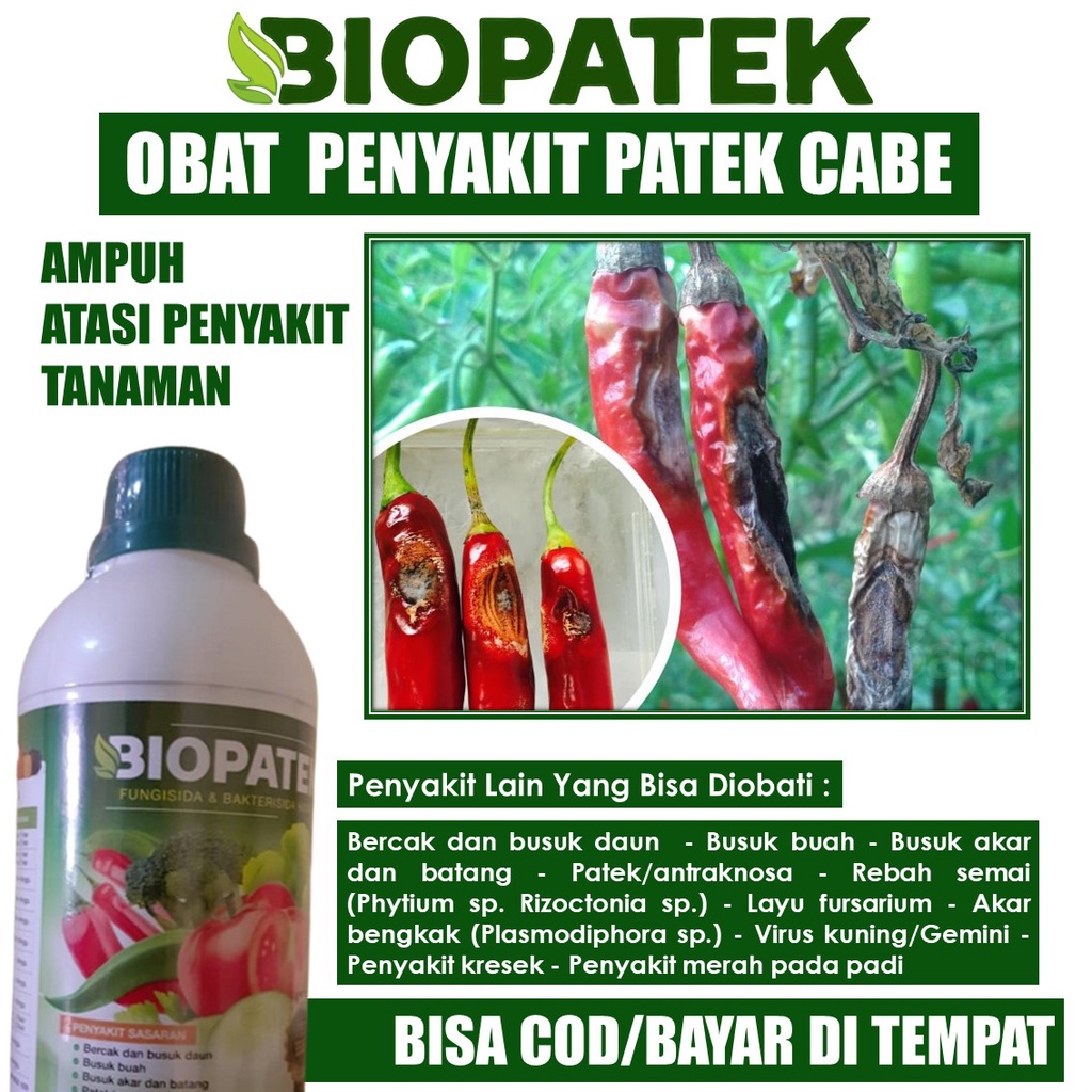 (AMPUH) OBAT PENYAKIT CABE PATEK dan BUSUK Cabe/Cabai, Fungisida BIOPATEK Obat Hama Penyakit Patek d