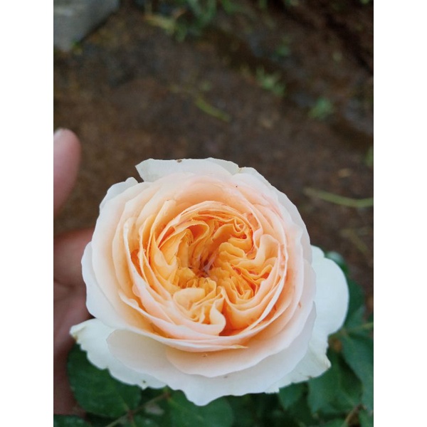 Tanaman mawar/rose juliet/kuning juliet