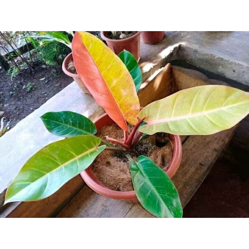 Philodendron Orange Juice