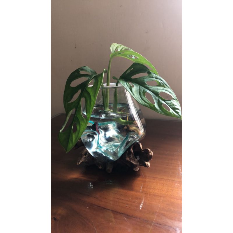 AQUARIUM IKAN CUPANG/AQUARIUM/ZIZE M (10cm)/VAS/POT/AQUASCAPE/KACA TIUP