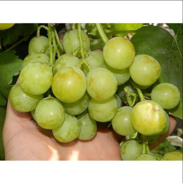 Bibit Anggur SETO GIANT Grafting Import