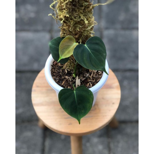 tanaman hias - tanaman philodendron lupinum - philodendron lupinum