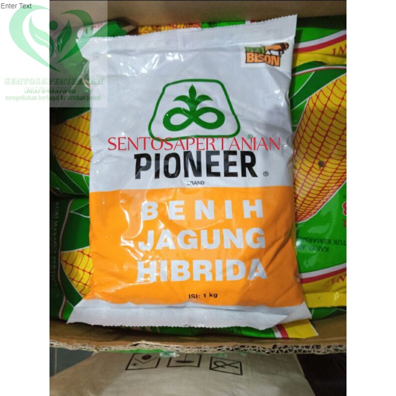 benih jagung hibrida PIONEER P21 BISON 1kg