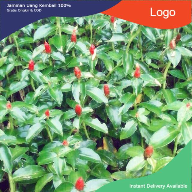 Tanaman Pacing Pentul Tanaman Bunga Pacing Tanaman Pacing Pentul Merah