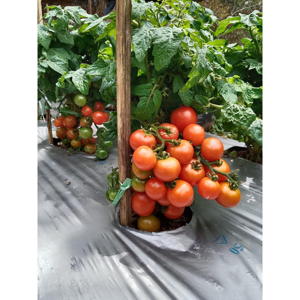 Benih Bibit Biji - Tomato Red Robin Cherry Dwarf Tomat Ceri Merah Seeds