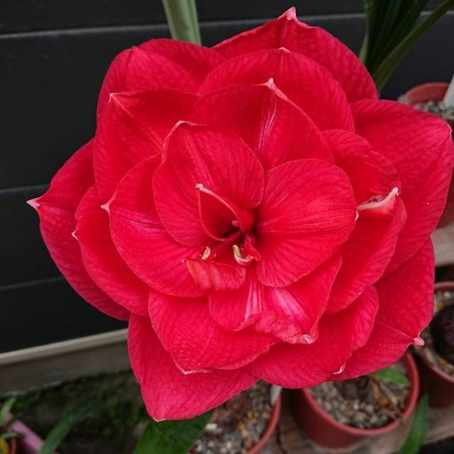 Umbi bunga amarylis super red