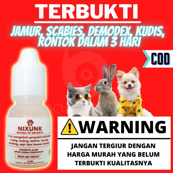 Obat Jamur  Kucing  Jamur  Anjing Scabies Kucing  Scabies 