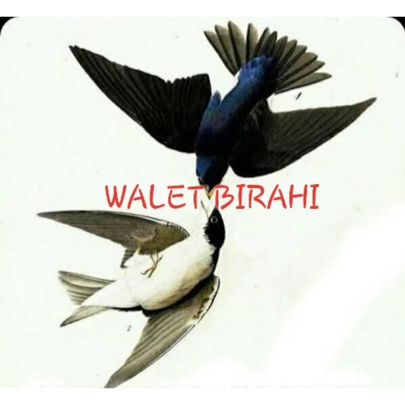 SUARA WALET BIRAHI PANGGIL DAN SUARA TARIK