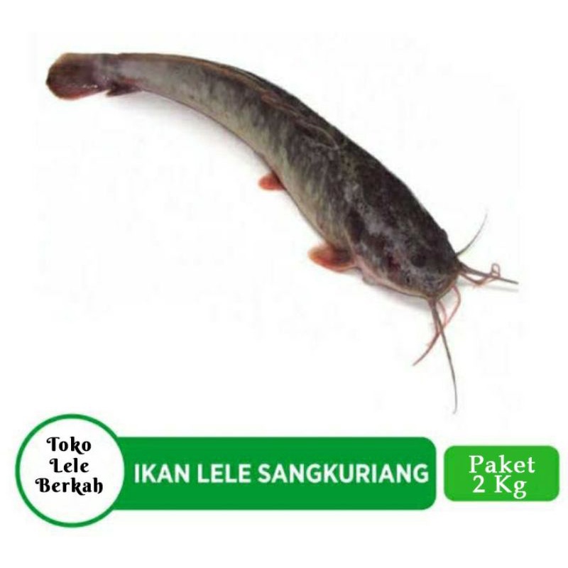 

Ikan Lele Hidup (Paket Murah 2 Kg)