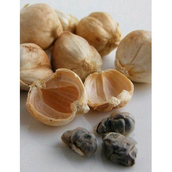 

Ready Kapulaga kering cardamon bersih 1kg