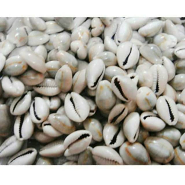 

Biji Congklak 105pcs kerang asli