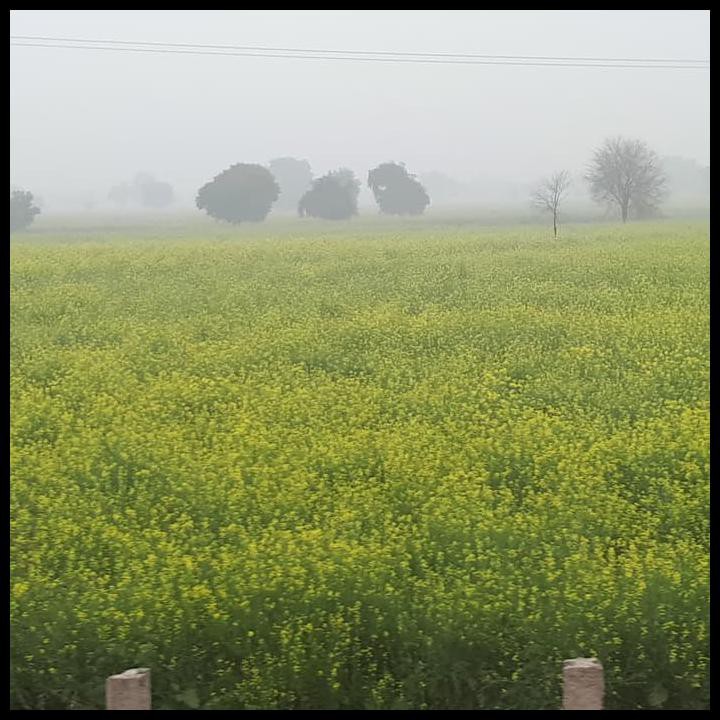 

Yellow Mustard Powder 500Gram/ Bubuk Mustard Kuning 500Gram