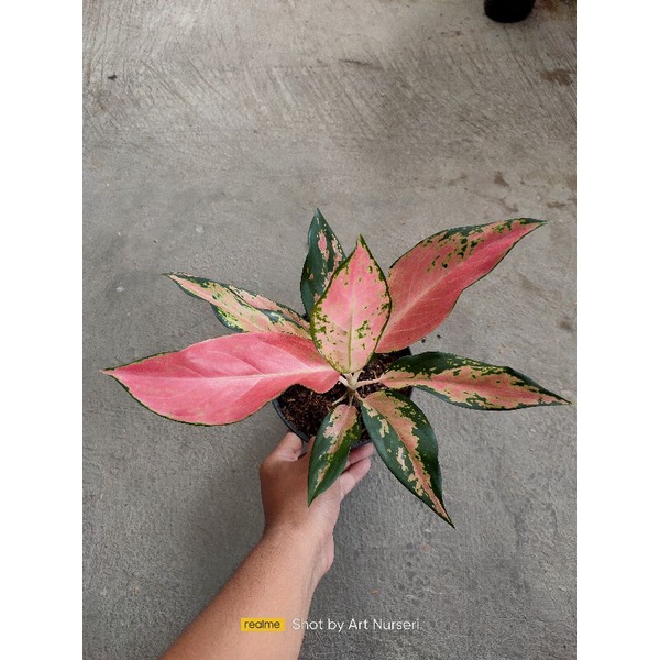aglaonema kochin kamelon