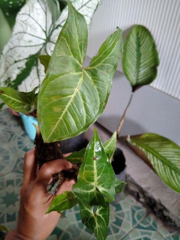 Tanaman Hias Singonim Batik Lokal Sp Tanaman Hias