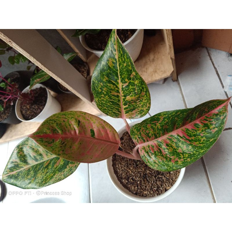 Aglonema Big Roy, Aglonema Big Papa, Aglonema Big Mama