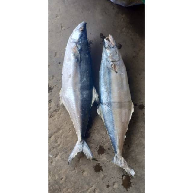 

Ikan Tengiri 1Kg