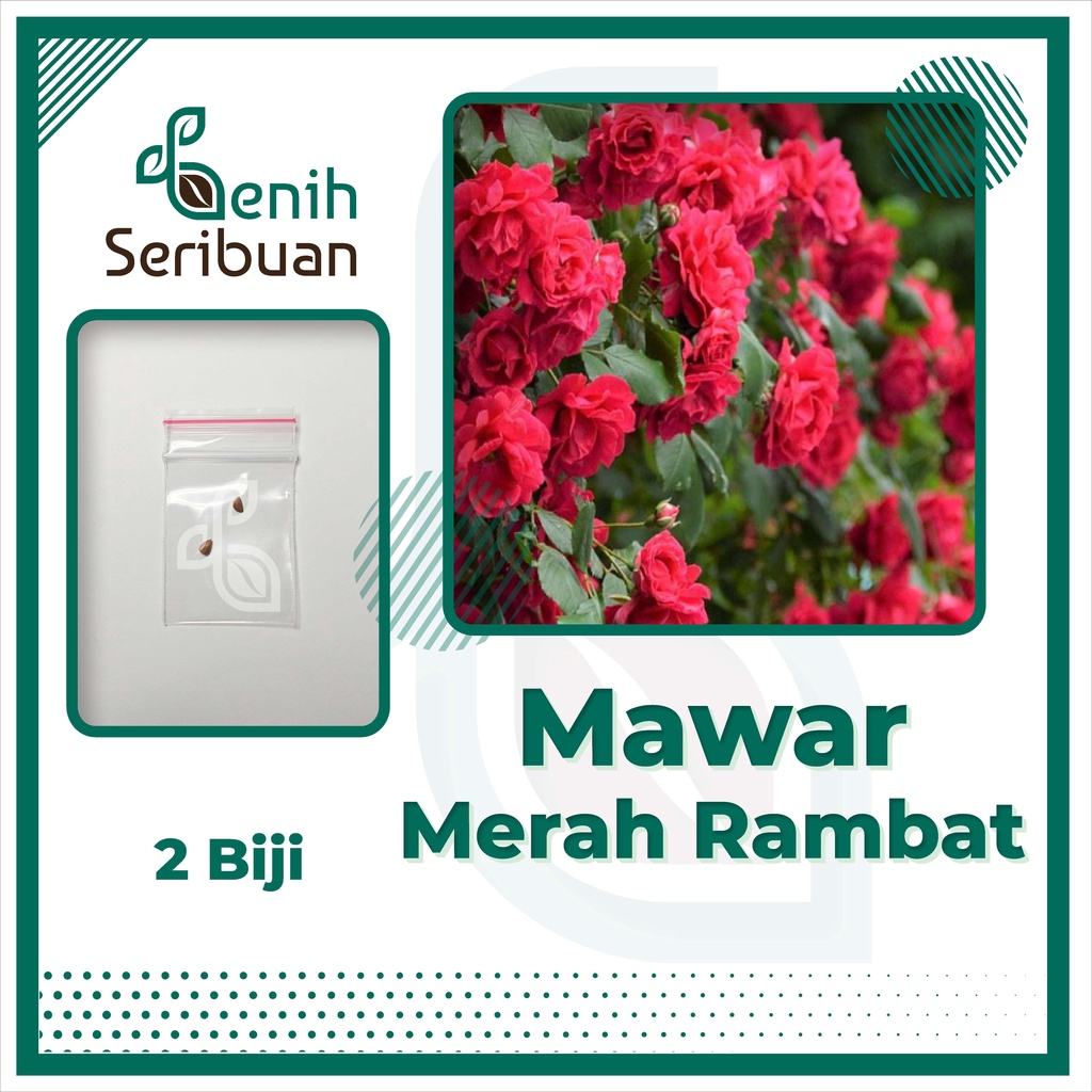 BS-BYL Bibit Bunga Benih Tanaman Bunga Hias Matahari Mawar Aster Vinca Krisan Telang Sunflower Krokot Lavender Marigold Zinnia-MAWAR MERAH RAMBAT