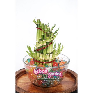 Bambu HOKI Spiral susun 2 15 Sri Rezeki Tanaman Bambu HOKI Spiral susun 2 15 Sri Rezeki Tanaman