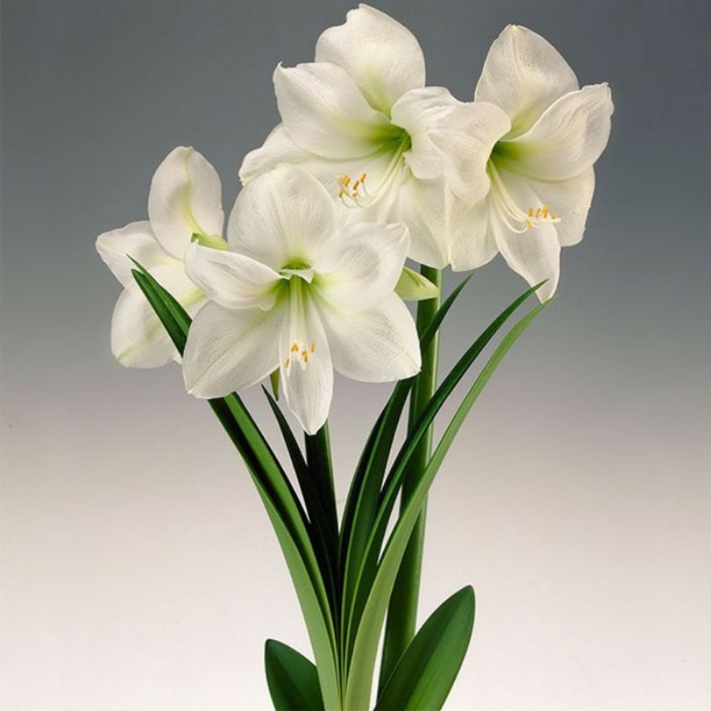 

[Fresh] TANAMAN HIAS BUNGA AMARILIS PUTIH ( 5 POHON ) BAKUNG LILY