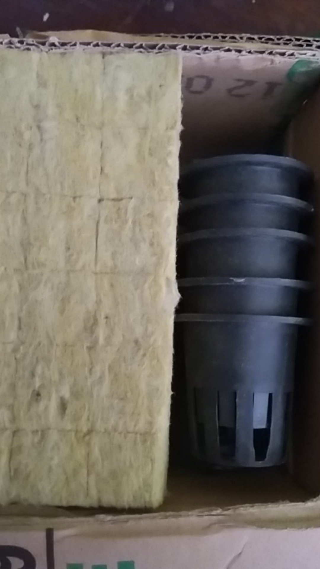 Bibit Seledri Benih Sayuran Unggul Benih Repack  Benih Seledri Amigo