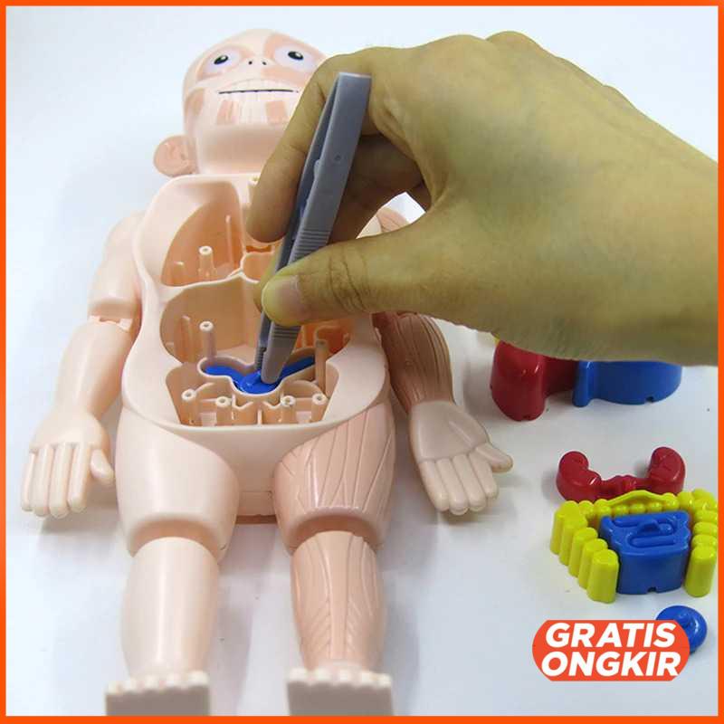 Mainan Anak Montessori Body Anatomy Children Toy DD232