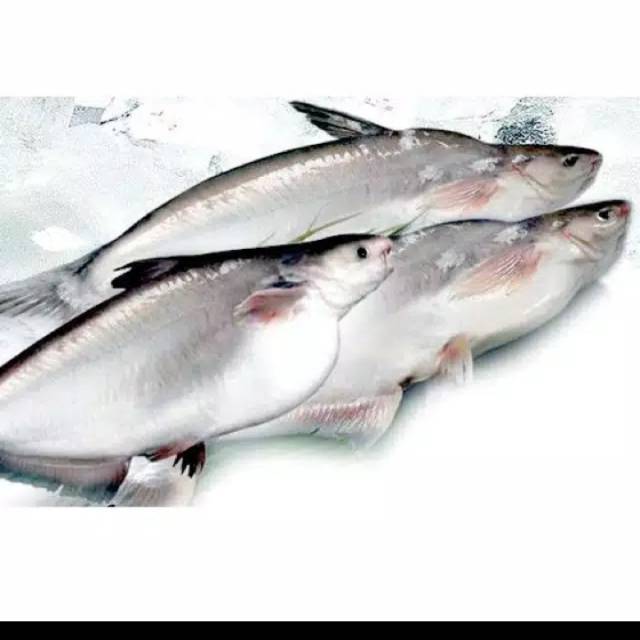 

Ikan patin segar fresh fatin