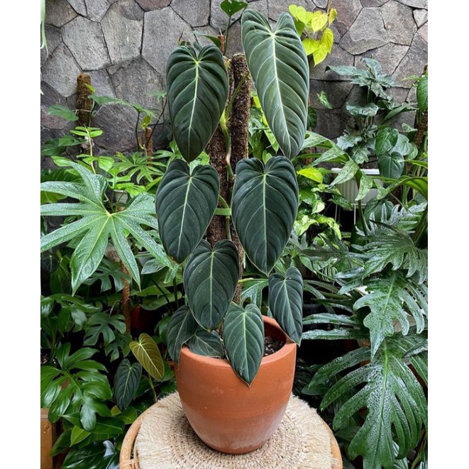 Promo Bibit Batang Philodendron Melanochrysum / bonggol Philodendron..