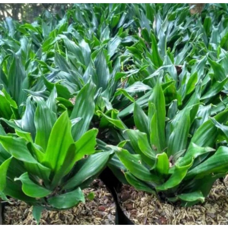 Tanaman Hias Hanjuang Kemoceng Hijau - Andong Kemoceng