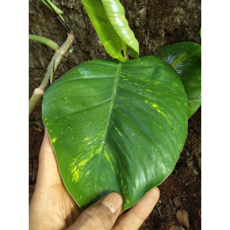 tanaman hias sirih gading hijau jumbo
