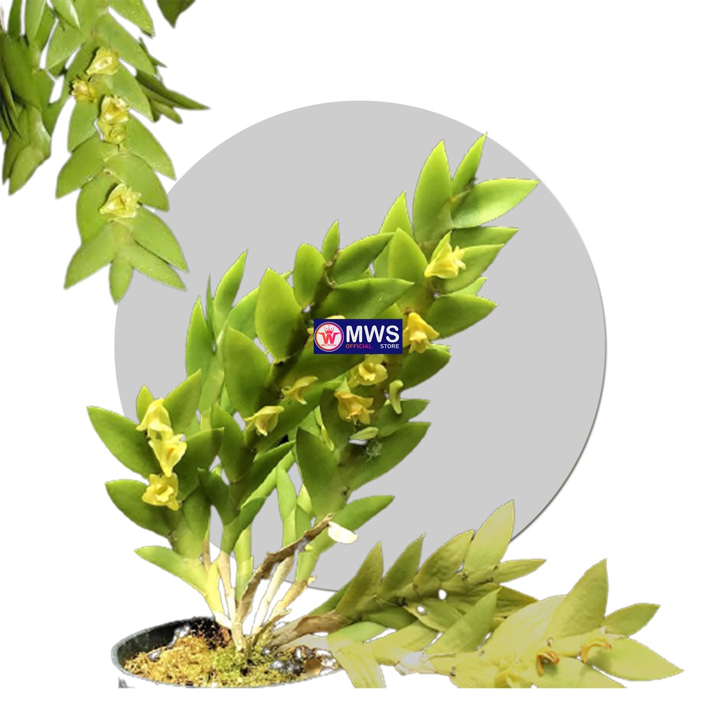 Dendrobium grande anggrek cantik dewasa siap berbunga mws official store