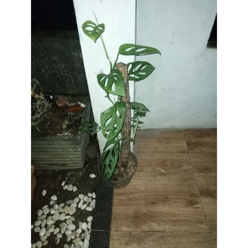 pohon janda bolong