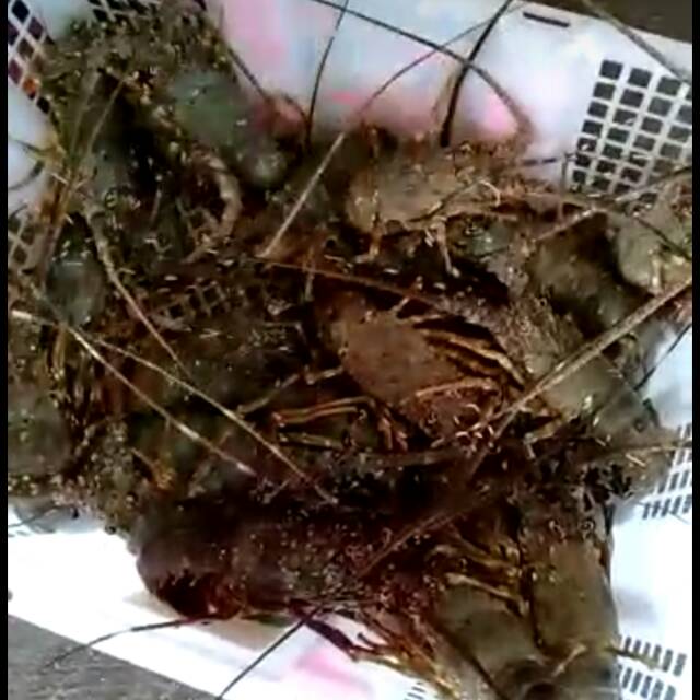 Udang lobster laut 1 kg