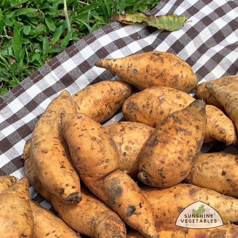 

UBI CILEMBU by SUNSHINE VEGETABLES