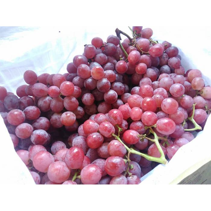 

Buah Anggur merah globe manis australia 500 gram Sayur Praktis Bandung