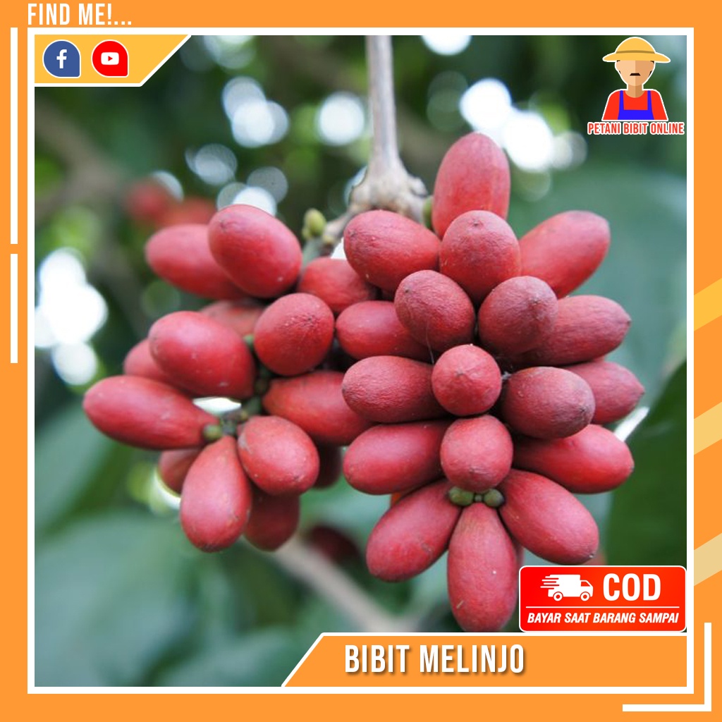 Bibit Tanaman Melinjo Bibit Pohon Melinjo