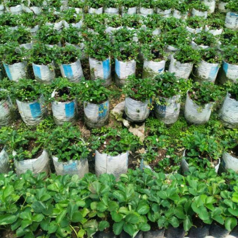 Bibit Strawberry Segar Siap Tanam Buah Besar Cocok untuk Kebun dan Pot