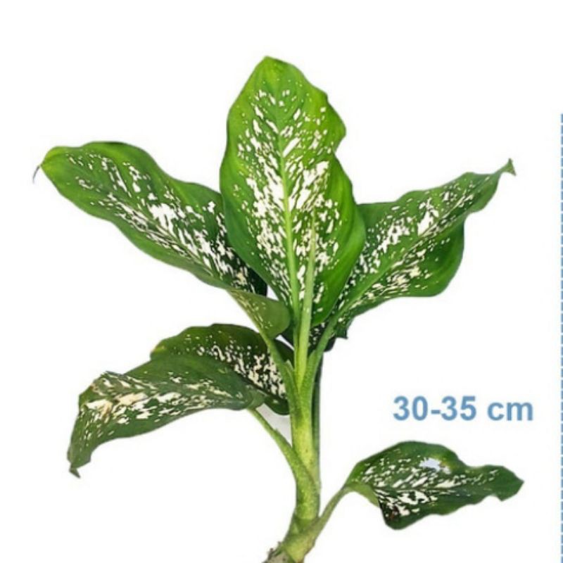 Tanaman hias sri rejeki/bunga bahagia/aglonema belanceng