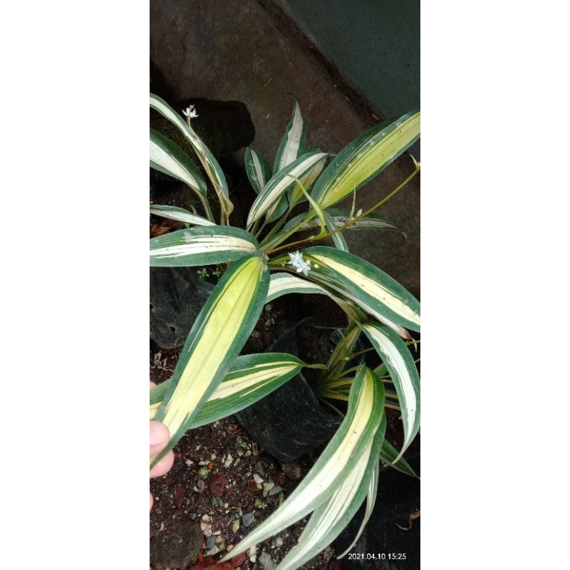 lili paris kuning jumbo