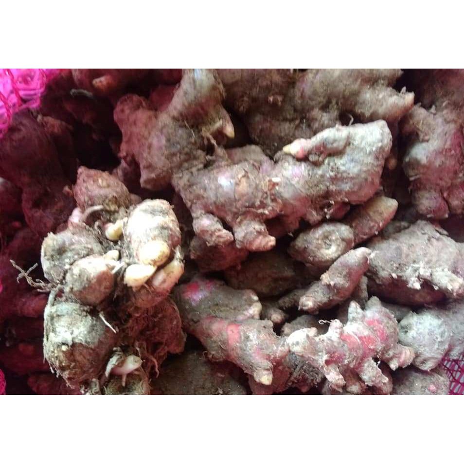 

Jahe merah Rimpang konsumsi atau bibit 1kg