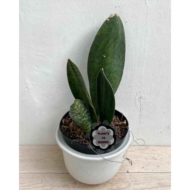 SANSEIVERA GIANT / CENTONG