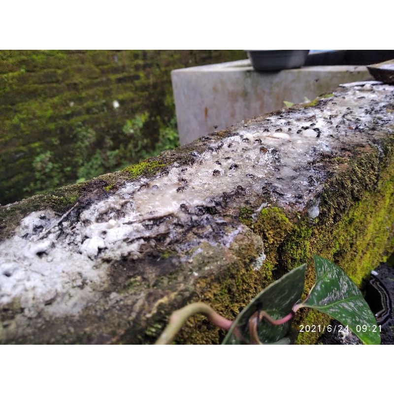 

resin trigona kemasan 1kg