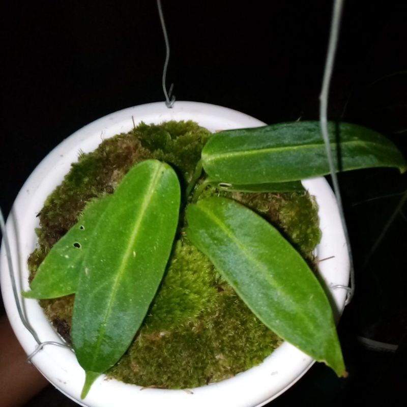 tanaman hias anturium warocqeanum/lidah gajah