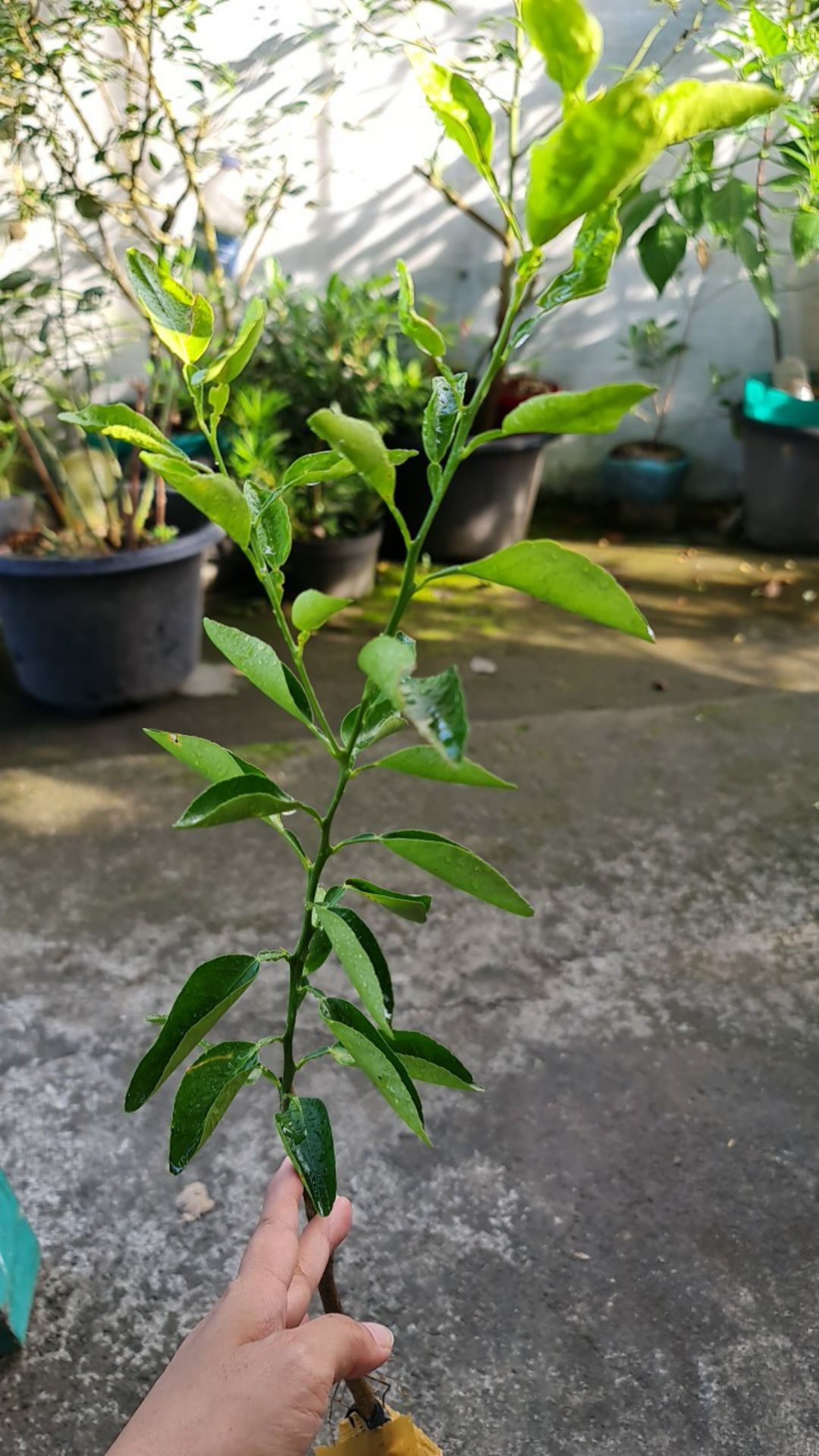 Bibit Buah Jeruk Limo / Limau