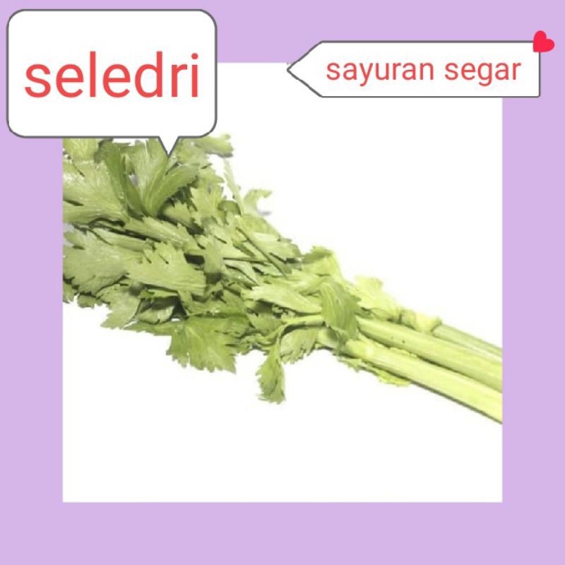 

SELEDRI SEGAR