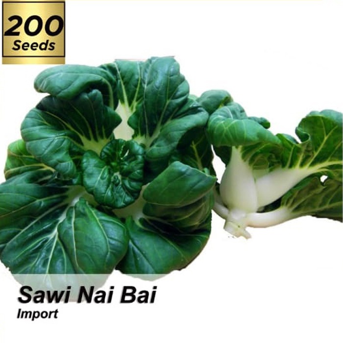 Benih Sawi Nai Bai / Biji / Bibit Sayur Daun Sawi Nai Bai / Benih Sawi Nai Bai