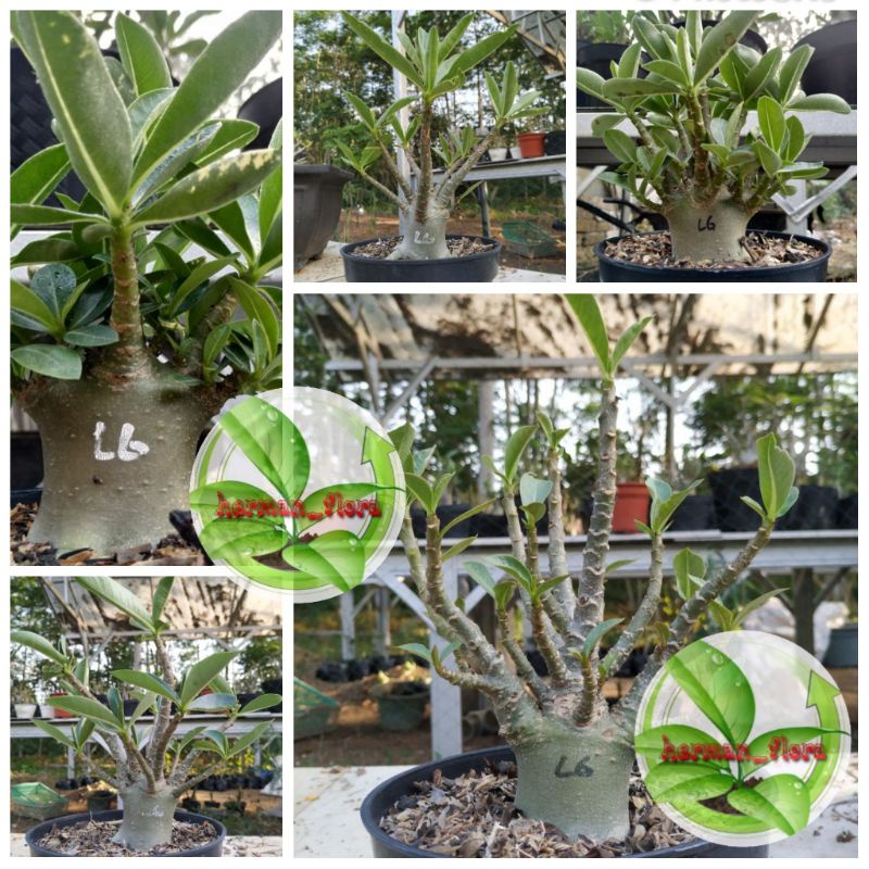 paket 5 Adenium obesium bonggol besar 1000 cabang