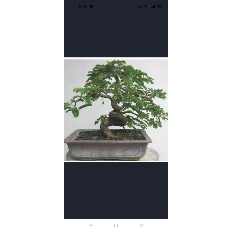 bibit bonsai asam jawa  sudah program akar kaki