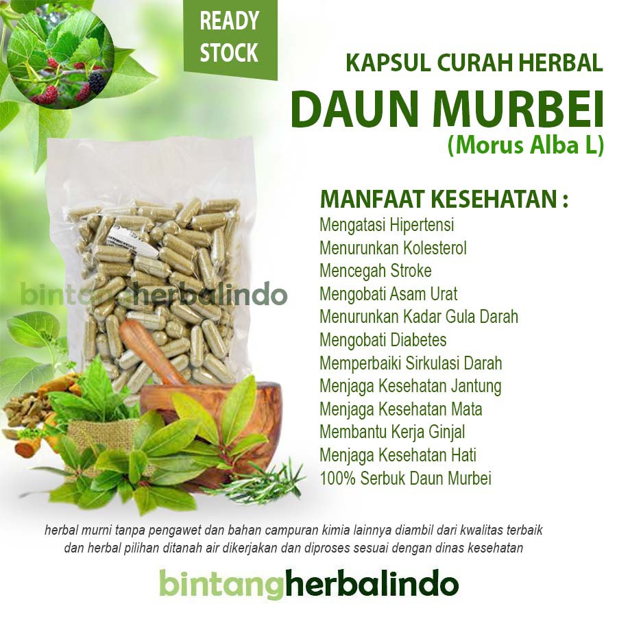 Jual DAUN MURBEI 100 Kapsul Curah Herbal Stroke Anemia Mata Kanker ...