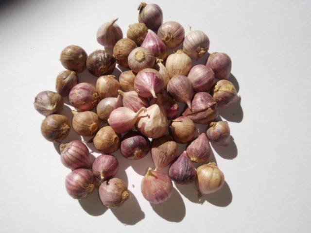 [Kikuk*] Madu Bawang Tunggal Lanang 340 gr-7